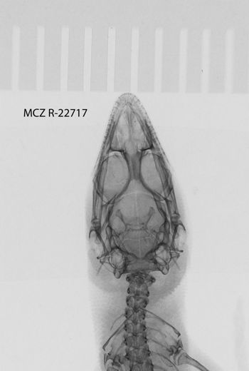 Media type: image;   Herpetology R-22717